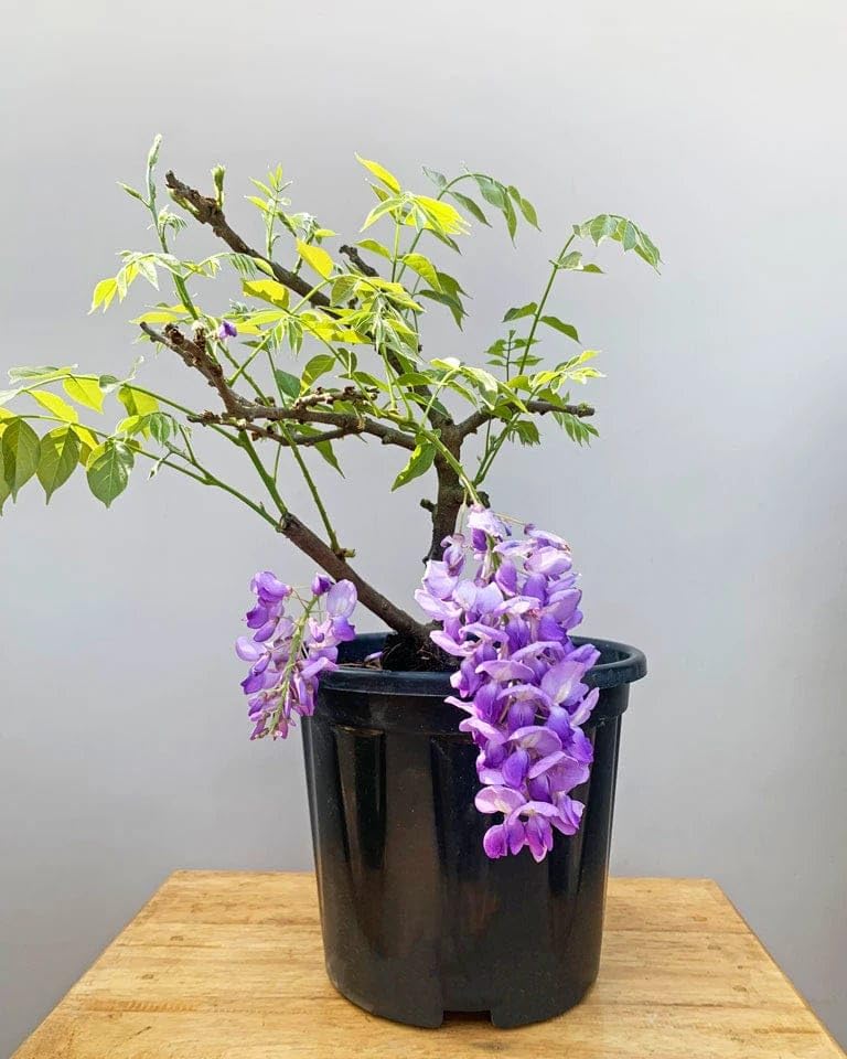 Seeds Ville Purple Wisteria Live Plant Grafted Blooming Tree