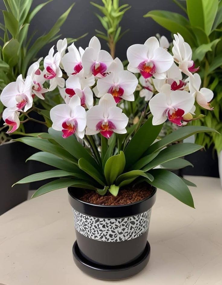 Seeds Ville Assorted Orchid Live Plants Pack of 4