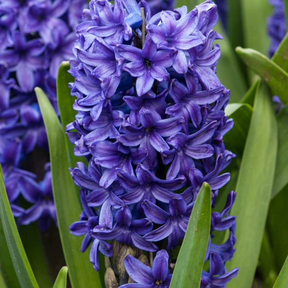 Hyacinth Flower Bulbs for All Season India for Indoor and Outdoor Planting Pack of 1 Bulbs By Zabbus (Blue)