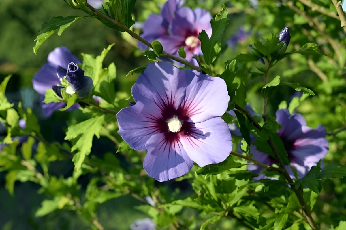 Seeds Ville Live Blue Hibiscus Flower Plant | Exotic Flowering Plant for Home Gardens - Seeds Ville