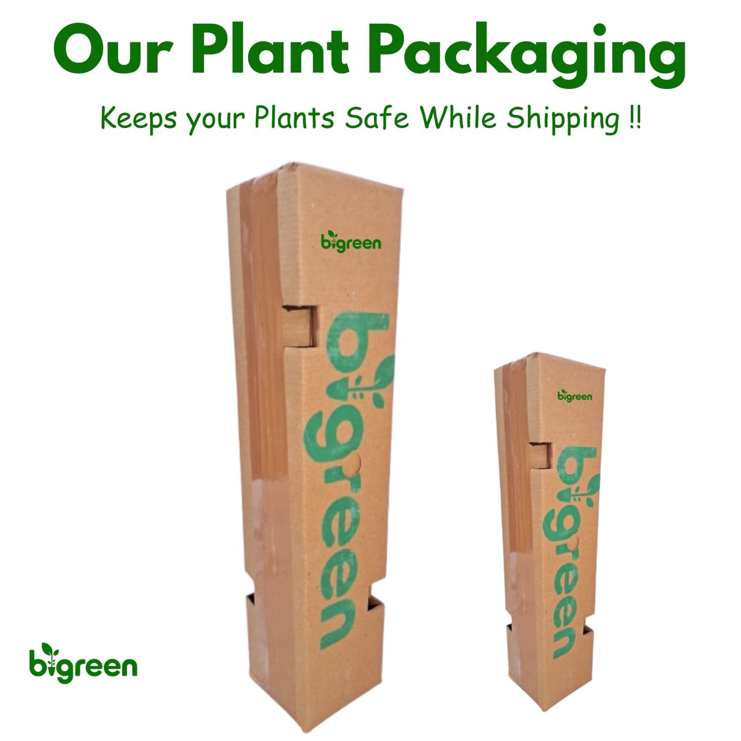 Bigreen Live Lavender Plant with Pot | Aromatic Shrub plants for Home Garden, Balcony, Indoor & Outdoor Décor | Year-Round Purple Blooms | Low-Maintenance, Sun-Loving Herb