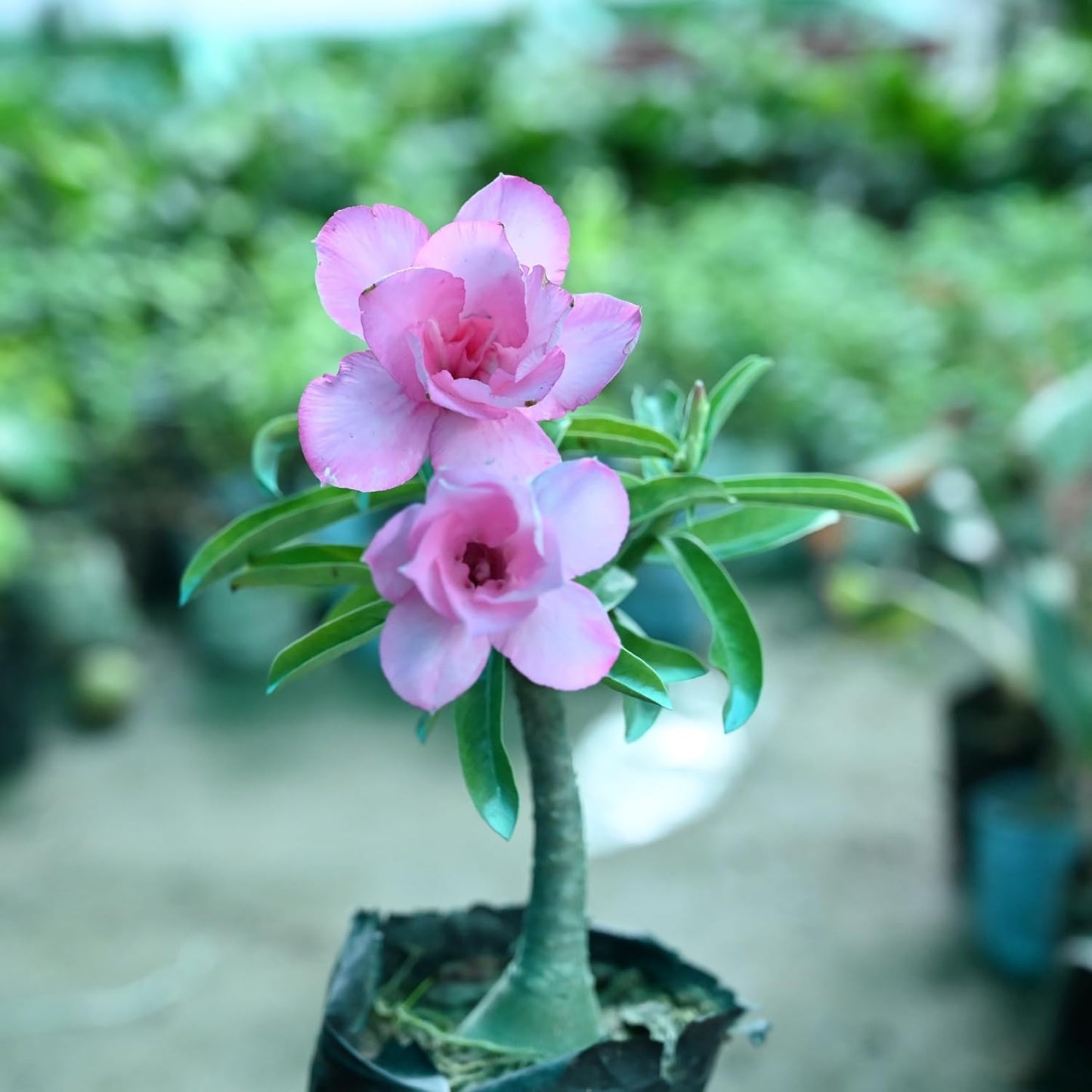 Seeds Ville Adenium Desert Rose Multi Petal Plant Set 5
