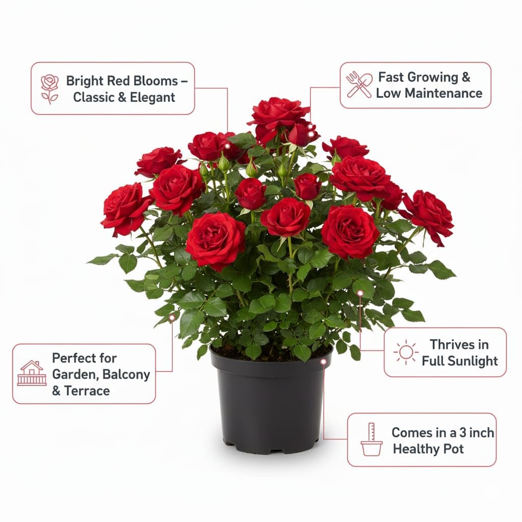Floraplax Live Red Rose Plant in Black Pot | high Fragrant Flowering Shrub | All Season Indoor Outdoor Live Plant for Home Garden, Balcony & Decoration | Beautiful Gift Plant (RED ROSE)