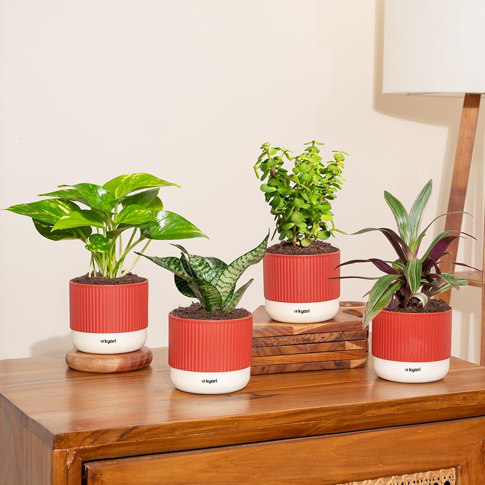 KYARI Sansevieria Green Snake Air Purifier Plant with White Self Watering Pot - Small 4 Inch