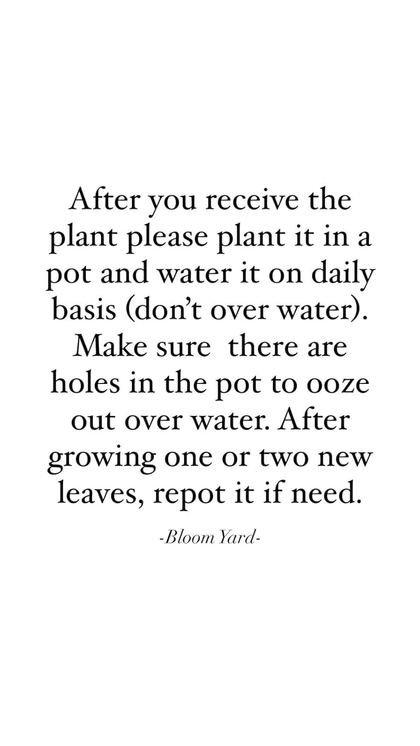 Pink Jasmine Live Flower Plant | Original Jasminum Polyanthum | Pink Bud Kundo | Hybrid Plant | American Jasmine | Beautiful Flowering Shrub | (Jasminum Polyanthum) |Bloom Yard