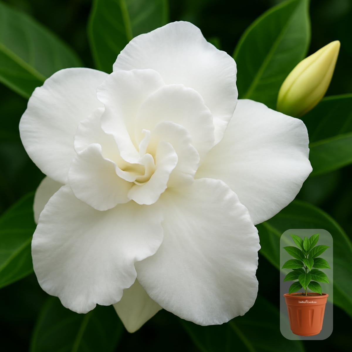 Indian gardens - Nanthiyavattai | Nerium Jasmine | Crape jasmine | Pinwheel Flower | Outdoor Live plants (Moon, 6 Inch White)