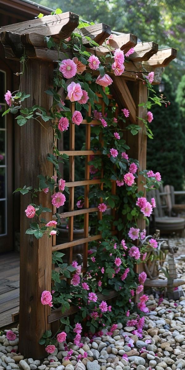 GROWHEAVEN™ Climbing Rose Plant With Pot, Live Fragrant Flowering Creeper for Garden (LIVE ROSE FLOWER PLANT) (ROSE PLANT) - Seeds Ville