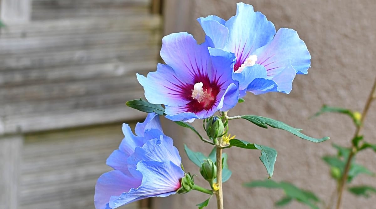 Adhikaryshop Live Purple Hibiscus Flower Plant Grows Easily In Any Environment Hybrid Healthy Original Variety Plant Height 1 to 2 feet Pack of 1(Ready To Blooming)