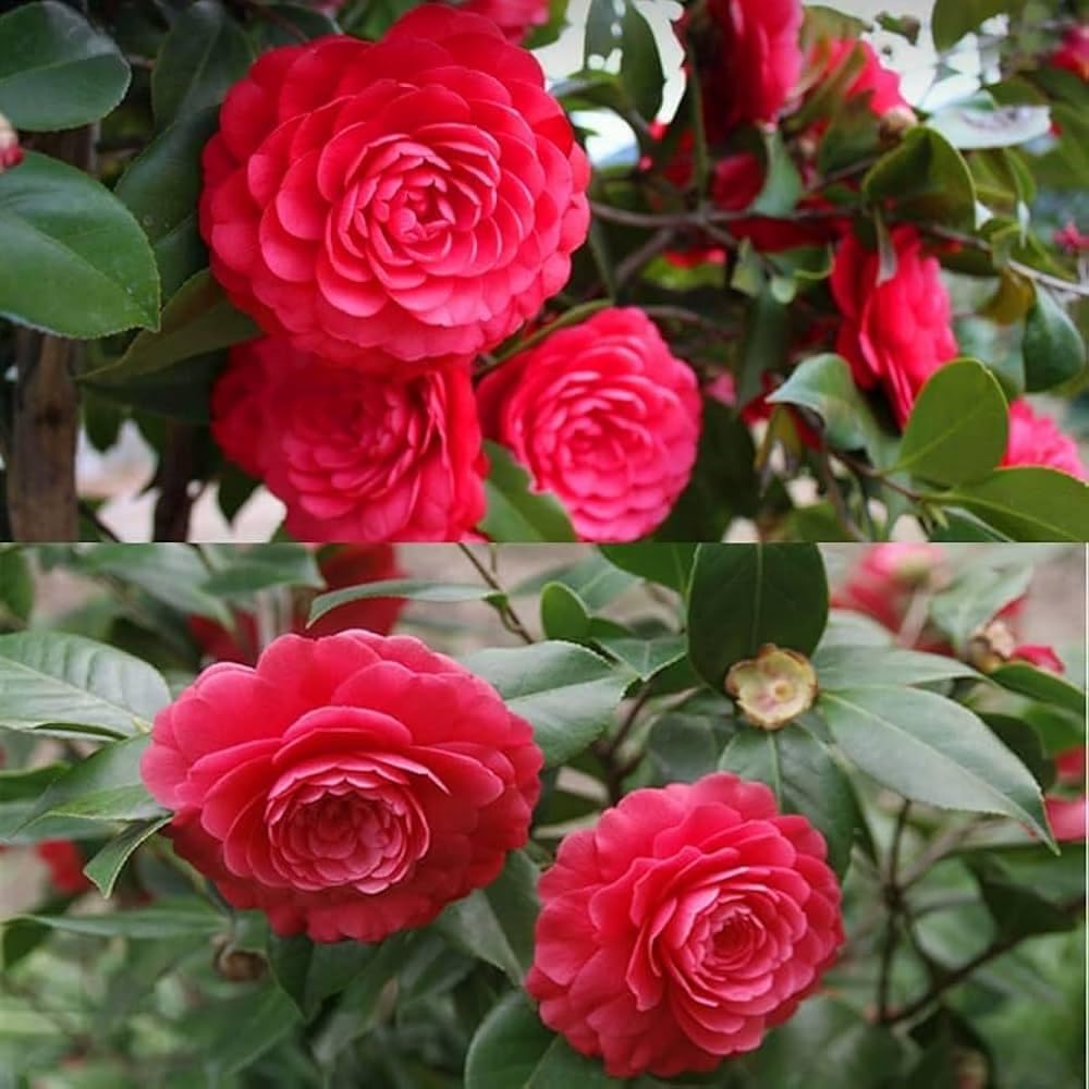 Camelia rose live plant - Seeds Ville