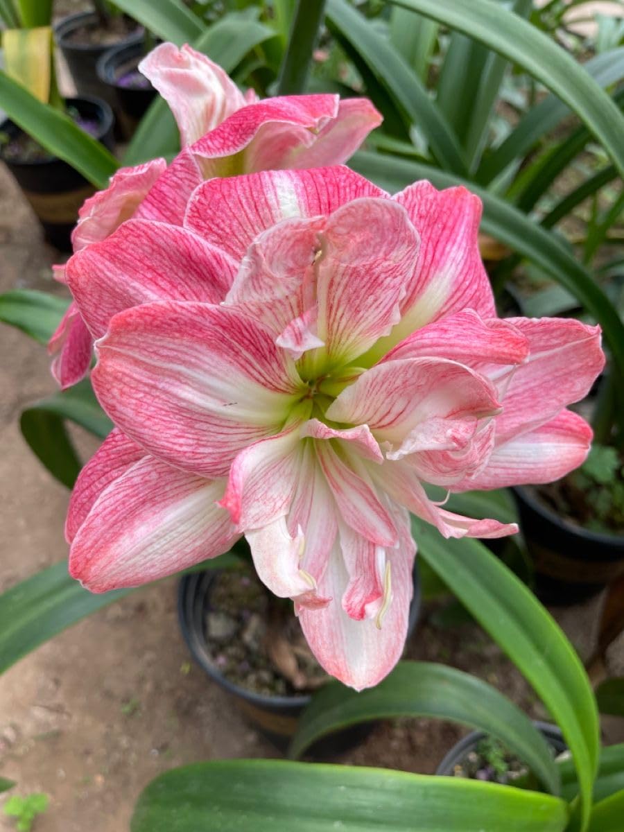 Radha Krishna Agriculture® Amaryllis Lily Flower Bulbs Double Imported for Home and Gardening Pack of 1 Bulbs (MAROON)