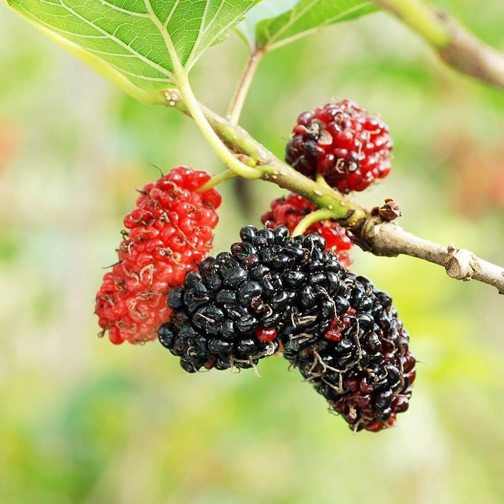 GRAFTED- BLACK MULBERRY Fruit Tree- (PACK OF 2) Live Outdoor Garden Plant