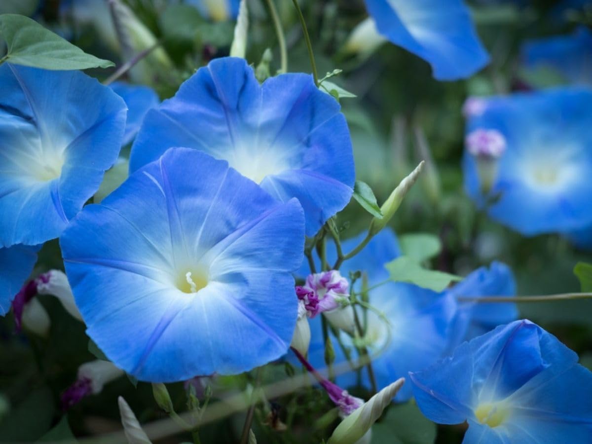 35+ SEEDS- Low maintenance Heavenly Blue Morning Glory Seeds- Grow & Bloom Year Round. - Seeds Ville