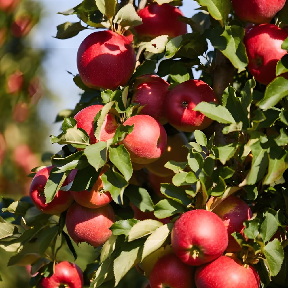 Hybrid Apple Live Fruit Plant Suitable for All Weather Growing
