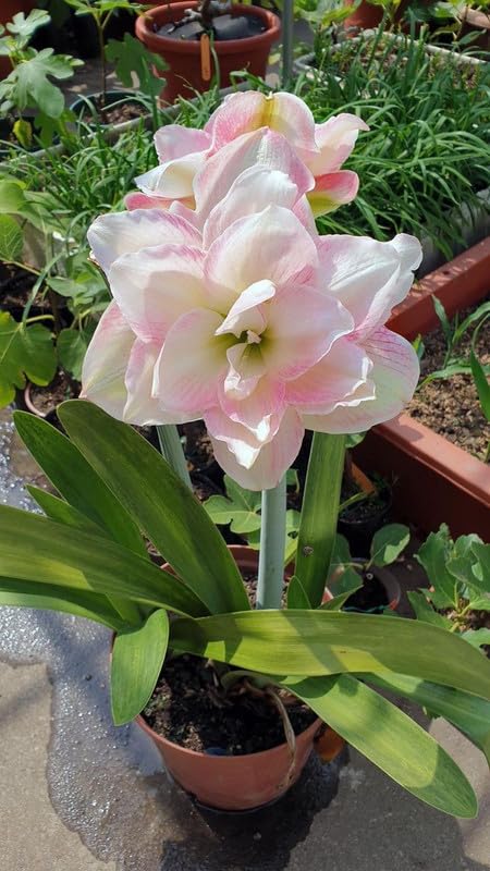 Seeds Ville Amaryllis Hippeastrum Imported Flower Bulbs Multicolour