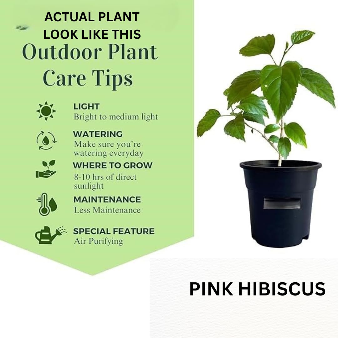 Grafted Multi-Colour Bougainvillea Live Bonsai Tree, 4-5 Colours, Indoor & Outdoor Plant