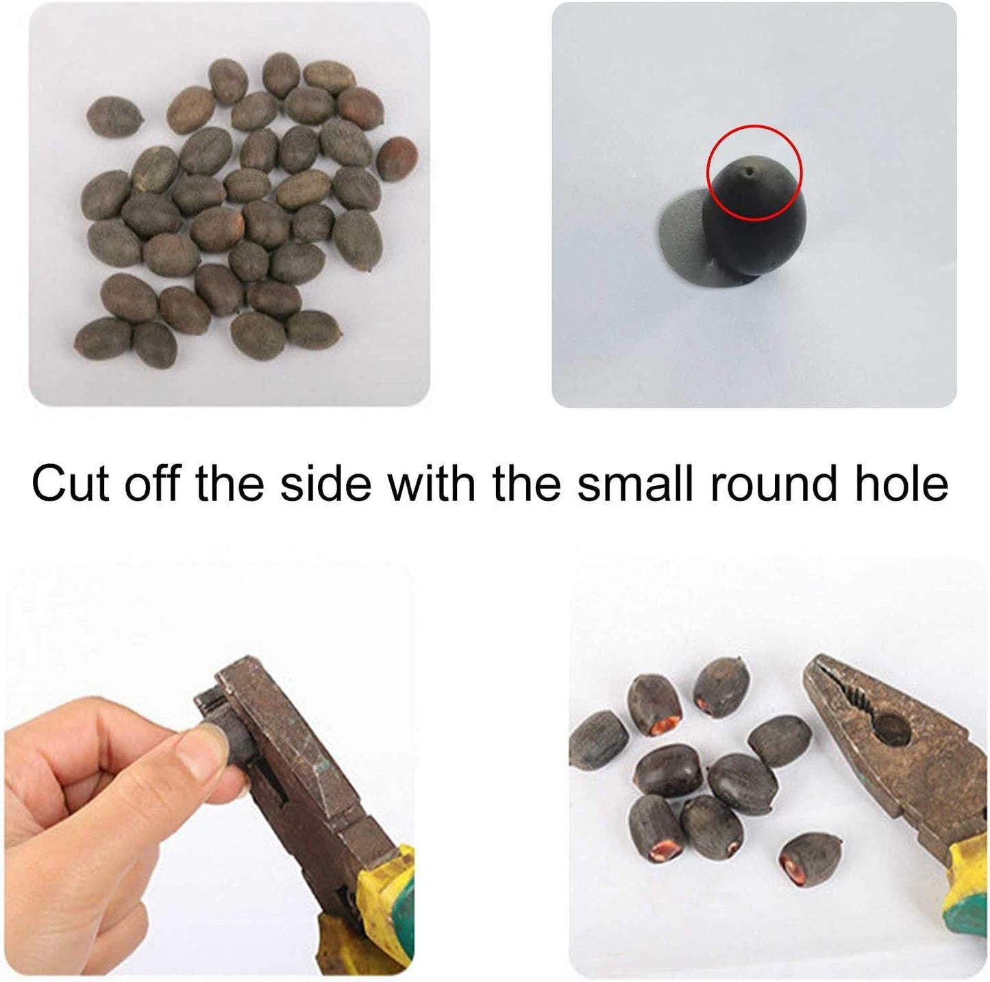 NooElec Seeds India 15+ Seeds- Bowl Lotus Seeds, Water Lily Flower Plant Seed Flowering Aquatic Fresh Garden Seeds - Seeds Ville