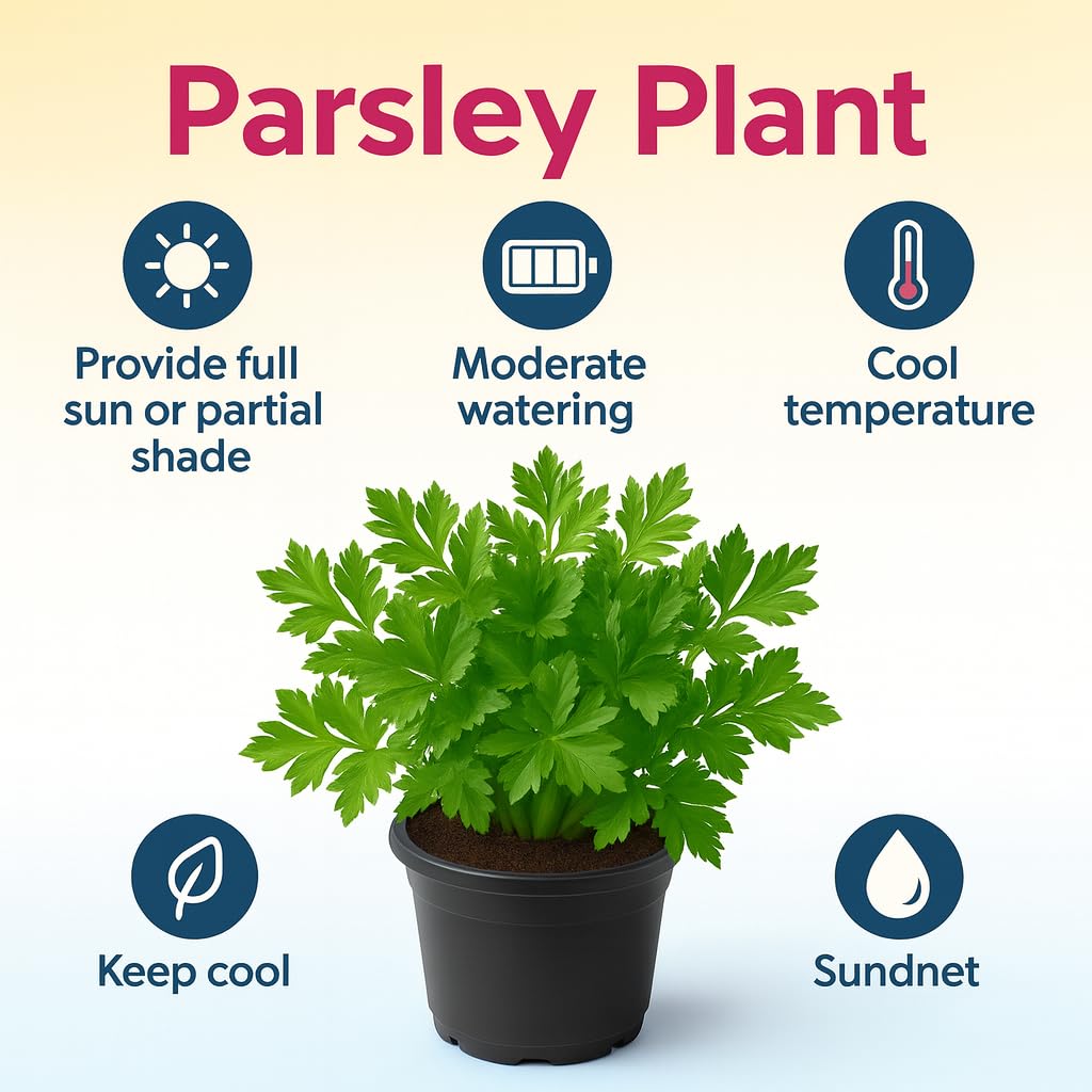 Live Parsley Plant | Fresh Culinary Herb for Kitchen & Garden | Fast-Growing, Flavorful Leaves | Easy to Grow Indoor–Outdoor Herb Plant in Pot