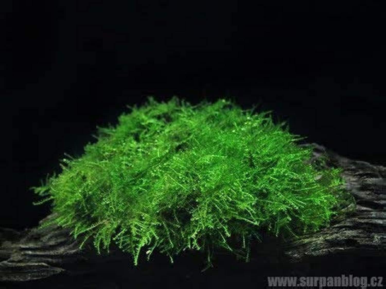PREMIER PLANTS Vesicularia dubyana Singapore Moss Aquarium LIVE Plants