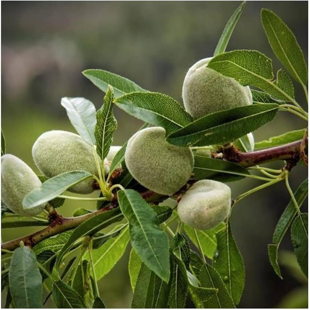 Almond live plant grafted hot climate | Dri fruit plant | 1 Live green plant