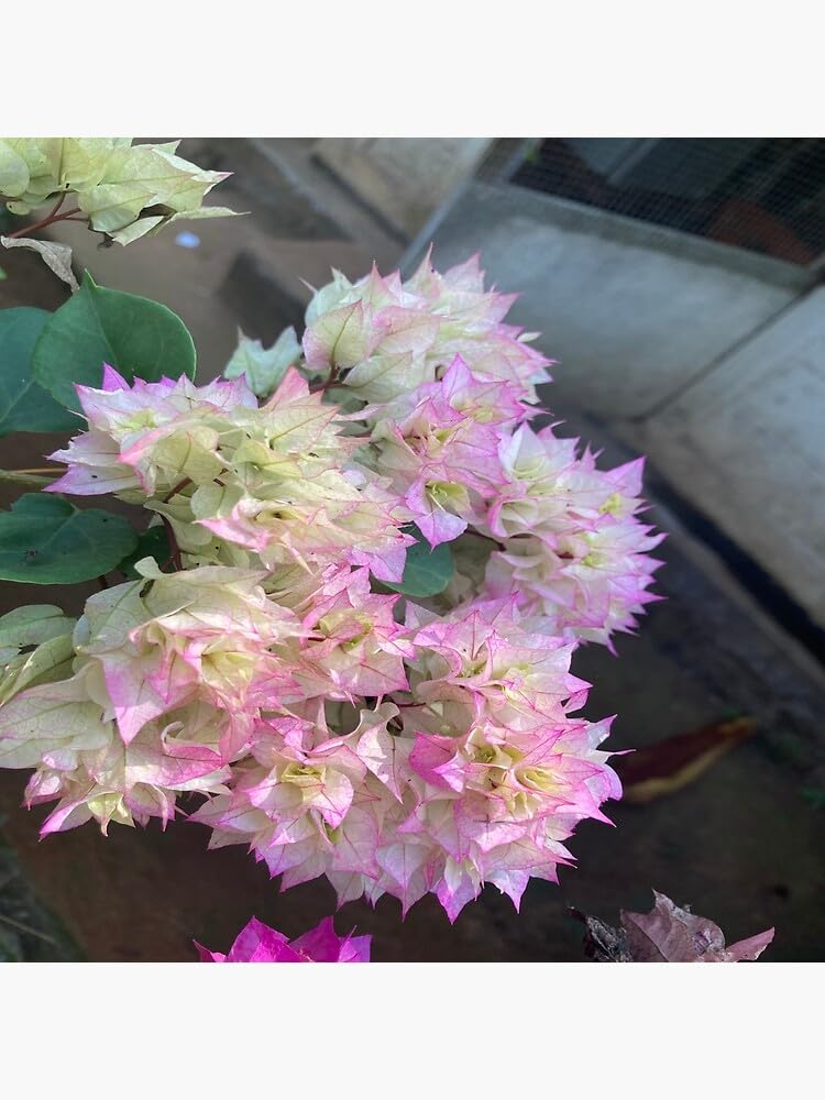 Cherry Blossom Bougainvillea Kagoj Ful Shrubs Grafted Flower Live Plants & Tree (1-2 Feet Size) - Cherry Blossom Bougainvillea Plant with Grow Bag | Plant for Outdoor & Home Garden