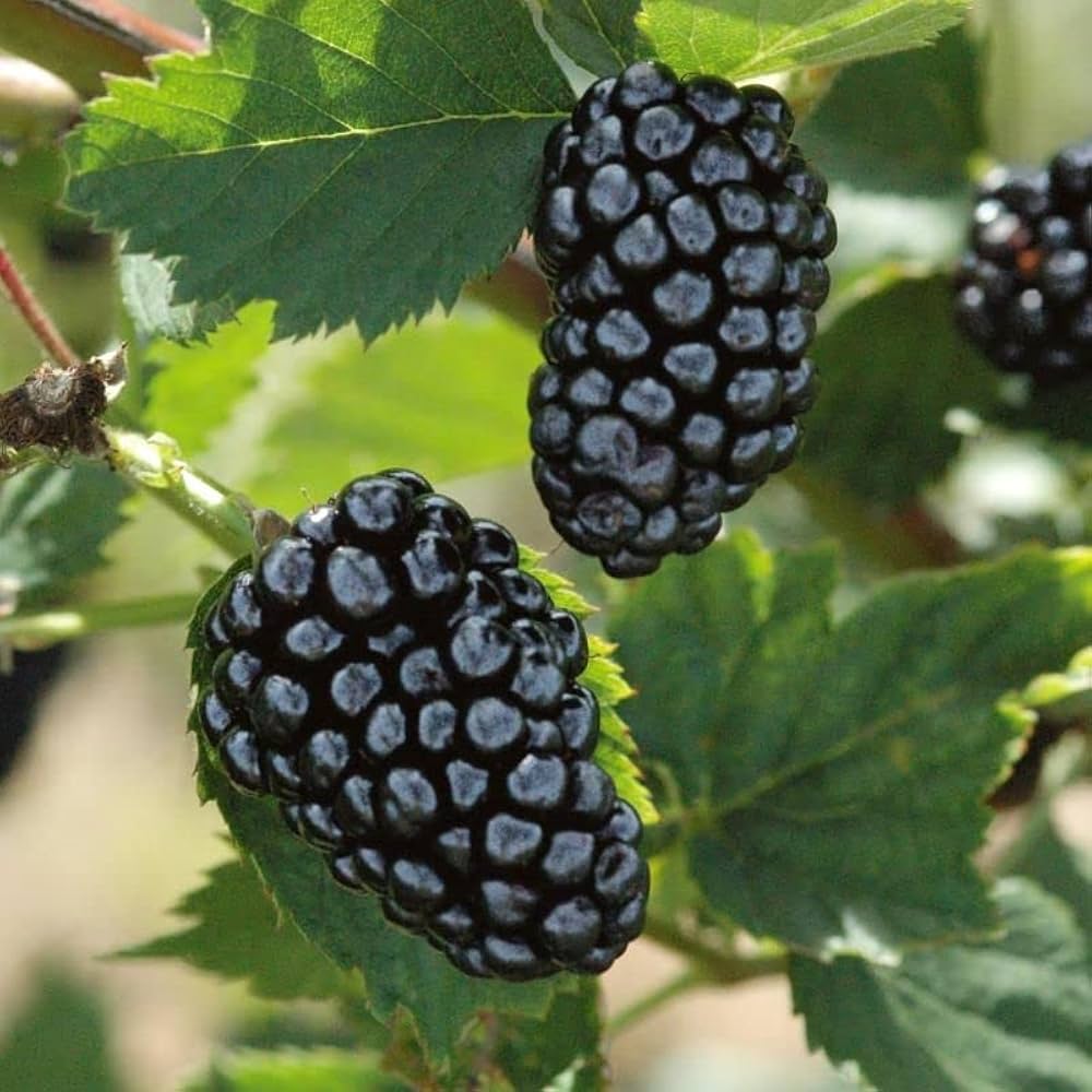 Seeds Ville 15 Seeds- All Seasons- Organic Giant Blackberry Fruit Seeds- Grow Indoor & Outdoor Both - Seeds Ville