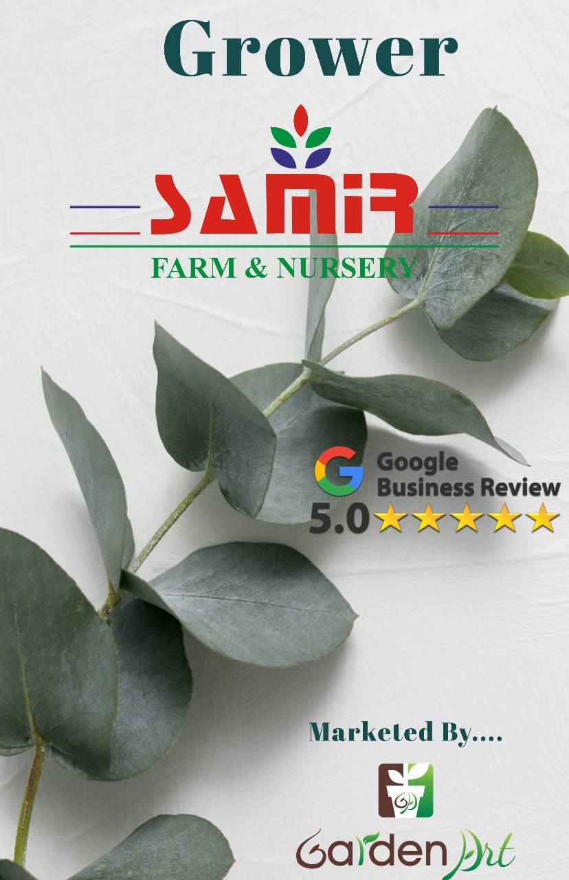 Garden Art Red Valentine Live Plant For Indoor | With Grower's Pot | Aglaonema