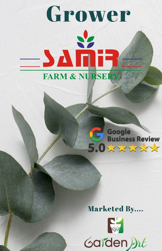 Garden Art Red Valentine Live Plant For Indoor | With Grower's Pot | Aglaonema