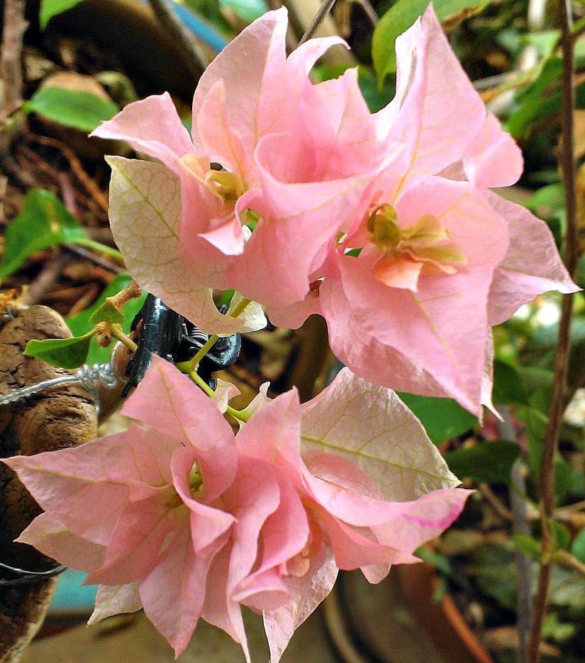 Seeds Ville Bougainvillea Live Flowering Plant Pack of 1