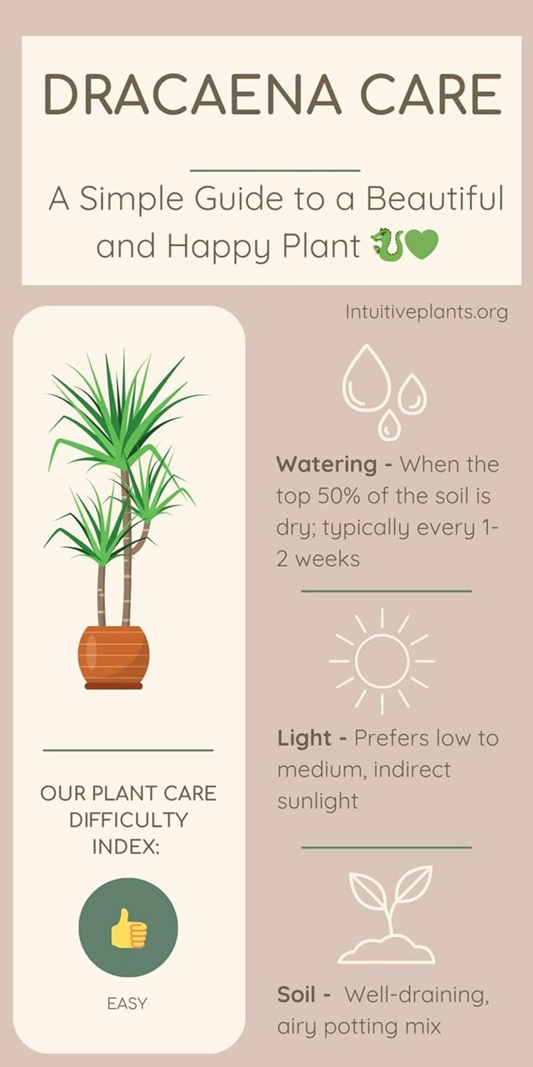 Live RED Dracaena Marginata Plant – Elegant Dragon Tree for Home & Office Decor, Air-Purifying Indoor Houseplant, Pack of 1 (RED)