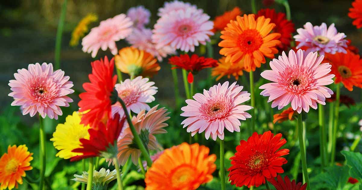 Gerbera Flower Seeds For Home Garden - 30 Seeds Eco Pack (Gerbera Apricot) - Seeds Ville