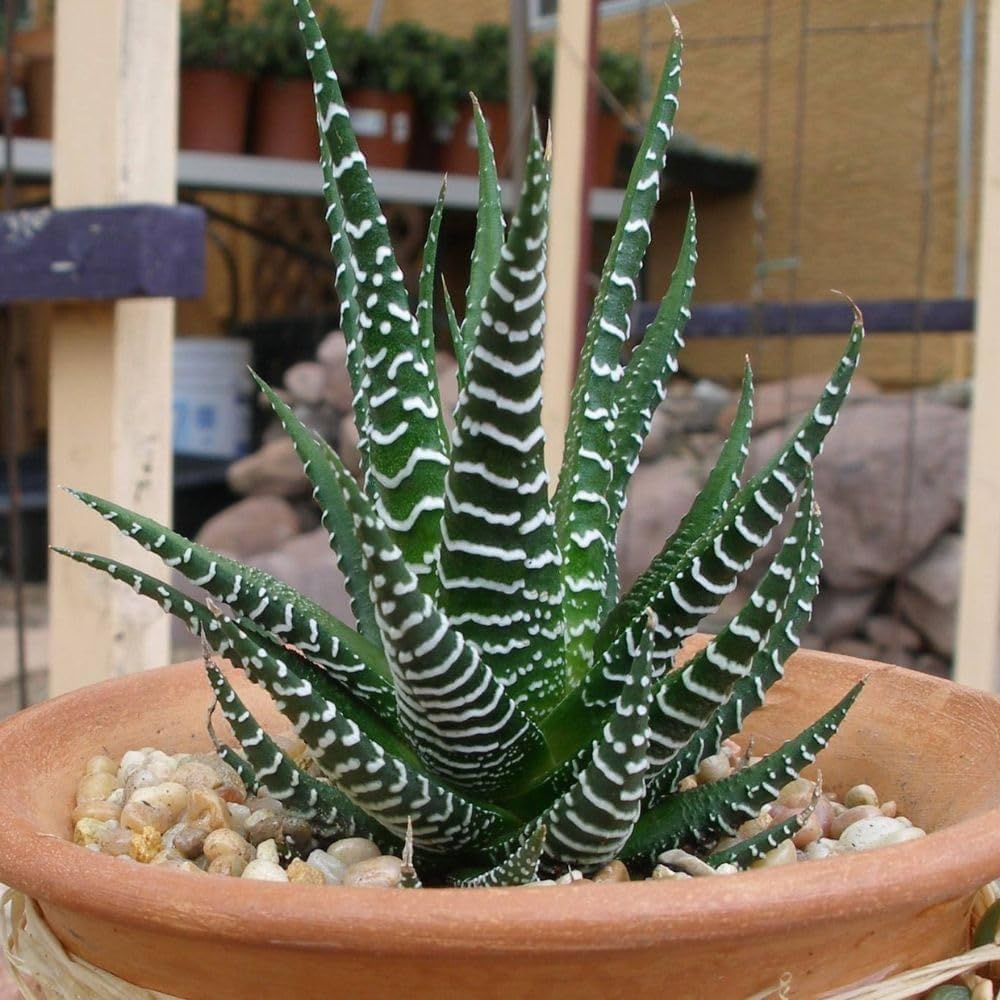 Rare Zebra Plant, Haworthia fasciata Live Plant, Small Indoor Live Succulent plant For Home Decoration : 1 Live Healthy Plant With plastic Pot