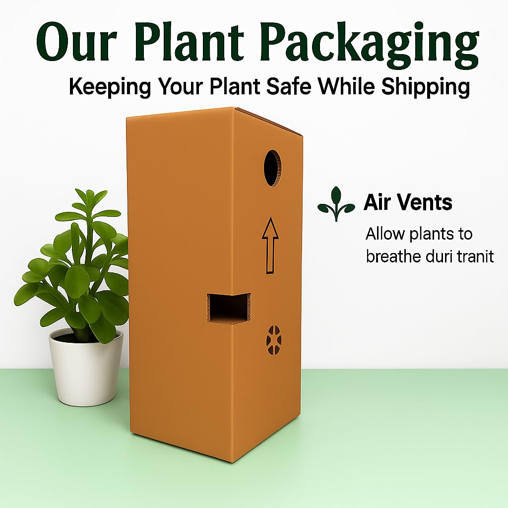 Exotic live Adenium Bonsai Plant combo without pot – Live Desert Rose for Home & Balcony. PACK of 5 five with different colour.