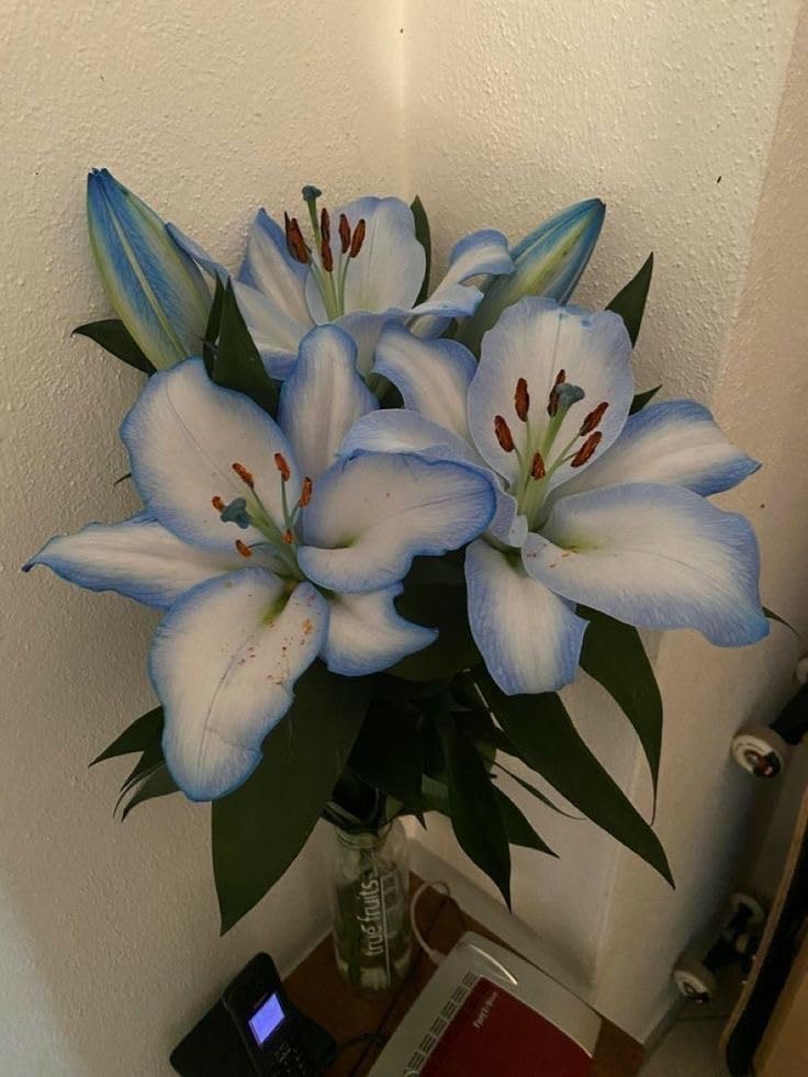 Seeds Ville Oriental Lily Double Flower Bulbs 2 Pack