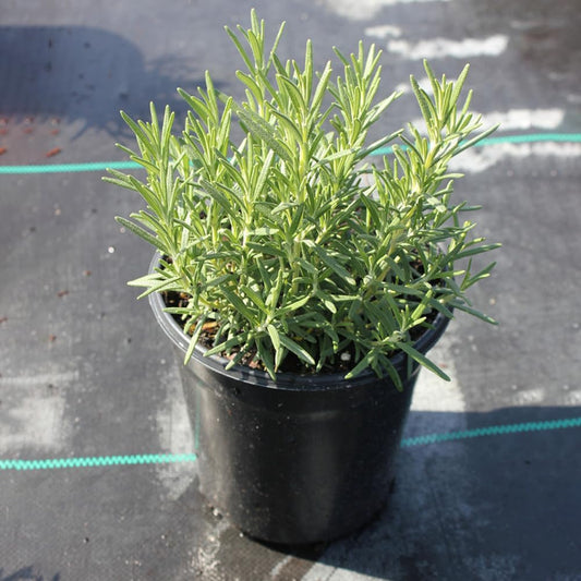 The Green Beach Live Rosemary Live Plant Ornamental, Mosquito Repellent, A Wonderful Herbs and medicine for Any Kitchen Garden Plant With Black Plastic Pot - Seeds Ville