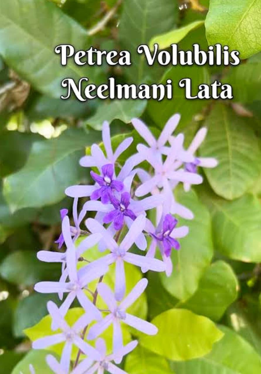 Seeds Ville Petrea Volubilis Flowering Vine Purple Pack of 1
