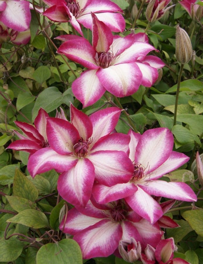 Seeds Ville Clematis Rhizome Bulb Fast Growing Flowering Vine