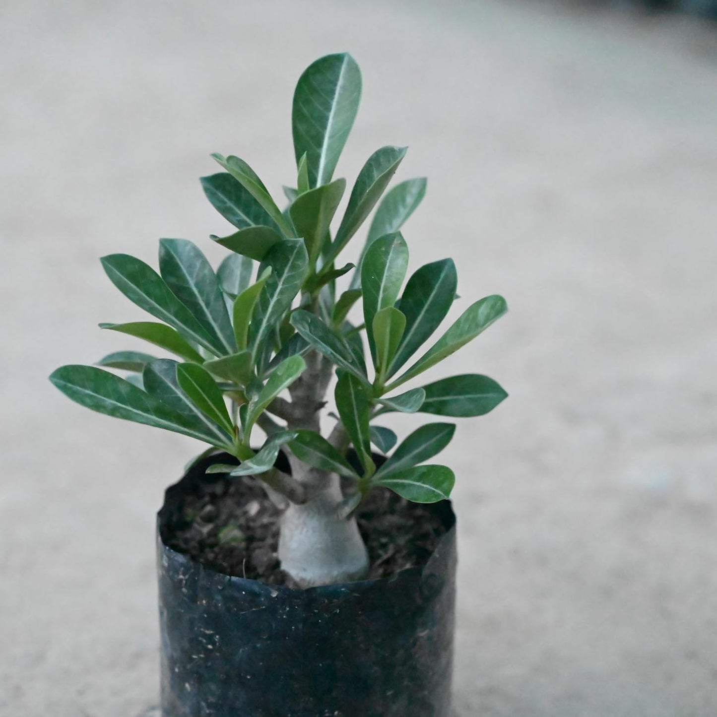 Seeds Ville Adenium Desert Rose Multi Petal Plant Set 5