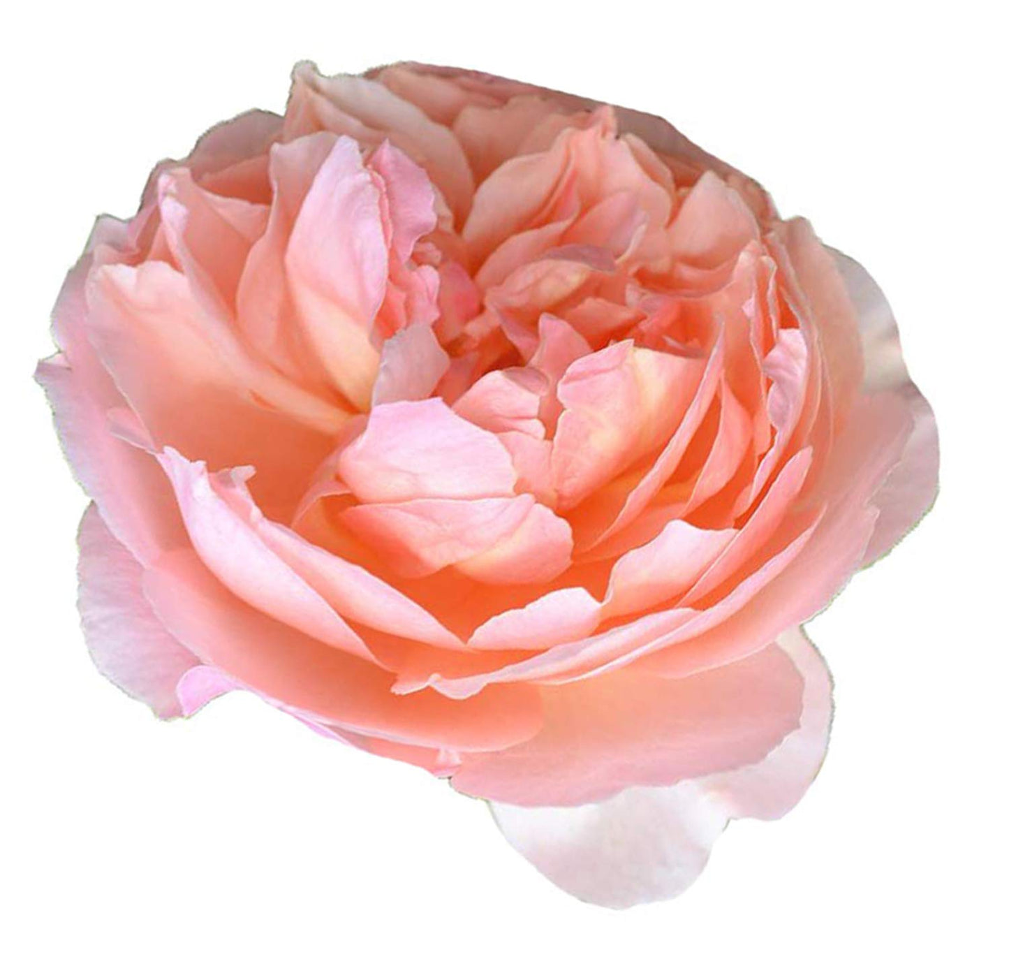 Nema Exotic Double Peony Paeonia Suffruticosa Flower Seeds-Peach-20Pcs