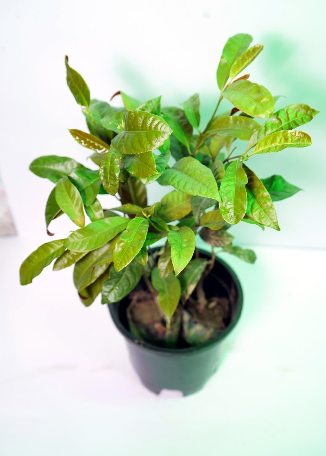 Bigreen Live Lavender Plant with Pot | Aromatic Shrub plants for Home Garden, Balcony, Indoor & Outdoor Décor | Year-Round Purple Blooms | Low-Maintenance, Sun-Loving Herb