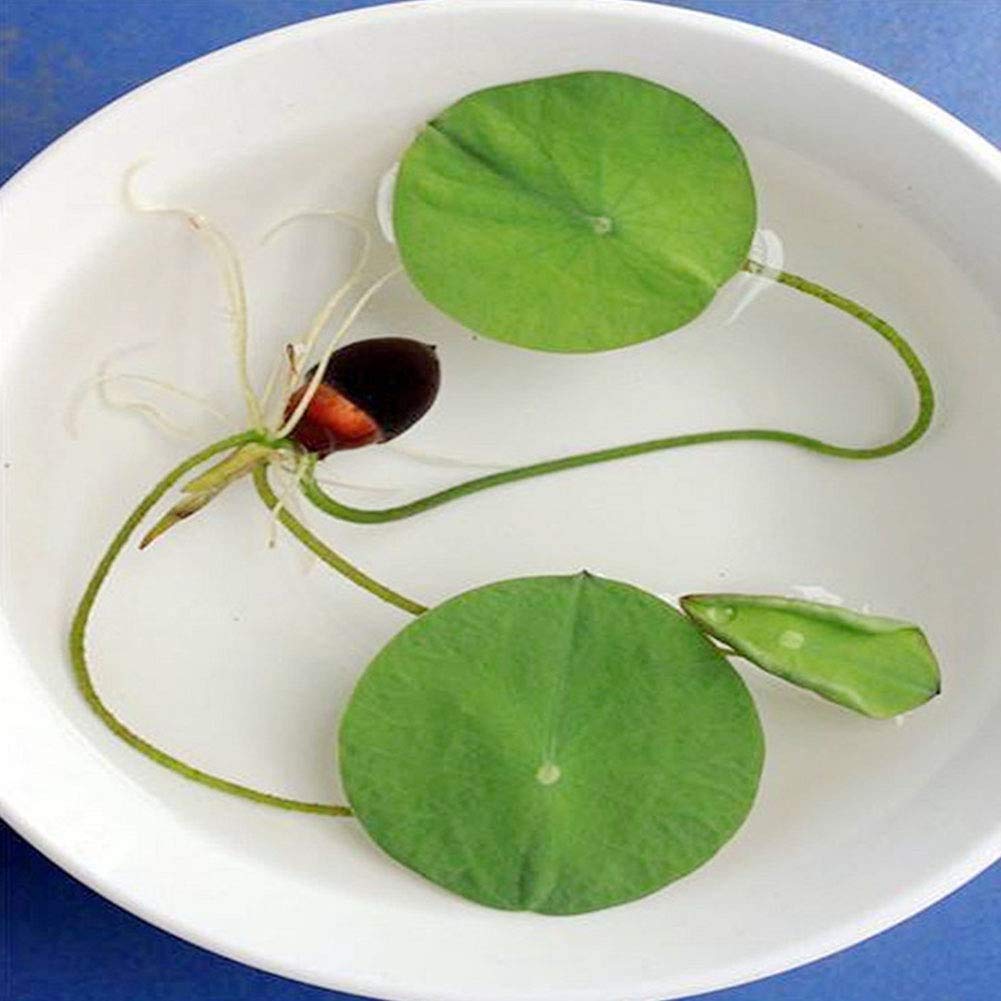 Nelumbo New Song of Fenghe Lotus 20 Seeds Pack- Grow All Seasons- Ever Green Plant Seeds - Seeds Ville