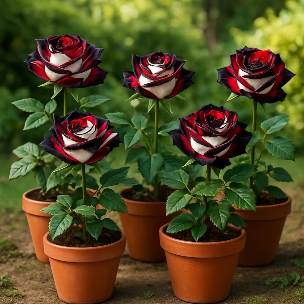 100+ Hybrid Rose Seeds (Hybridization Mix) | Easy to Grow in All-Season, Fragrant Flowers for Home Garden (RED WHITE BLACK)