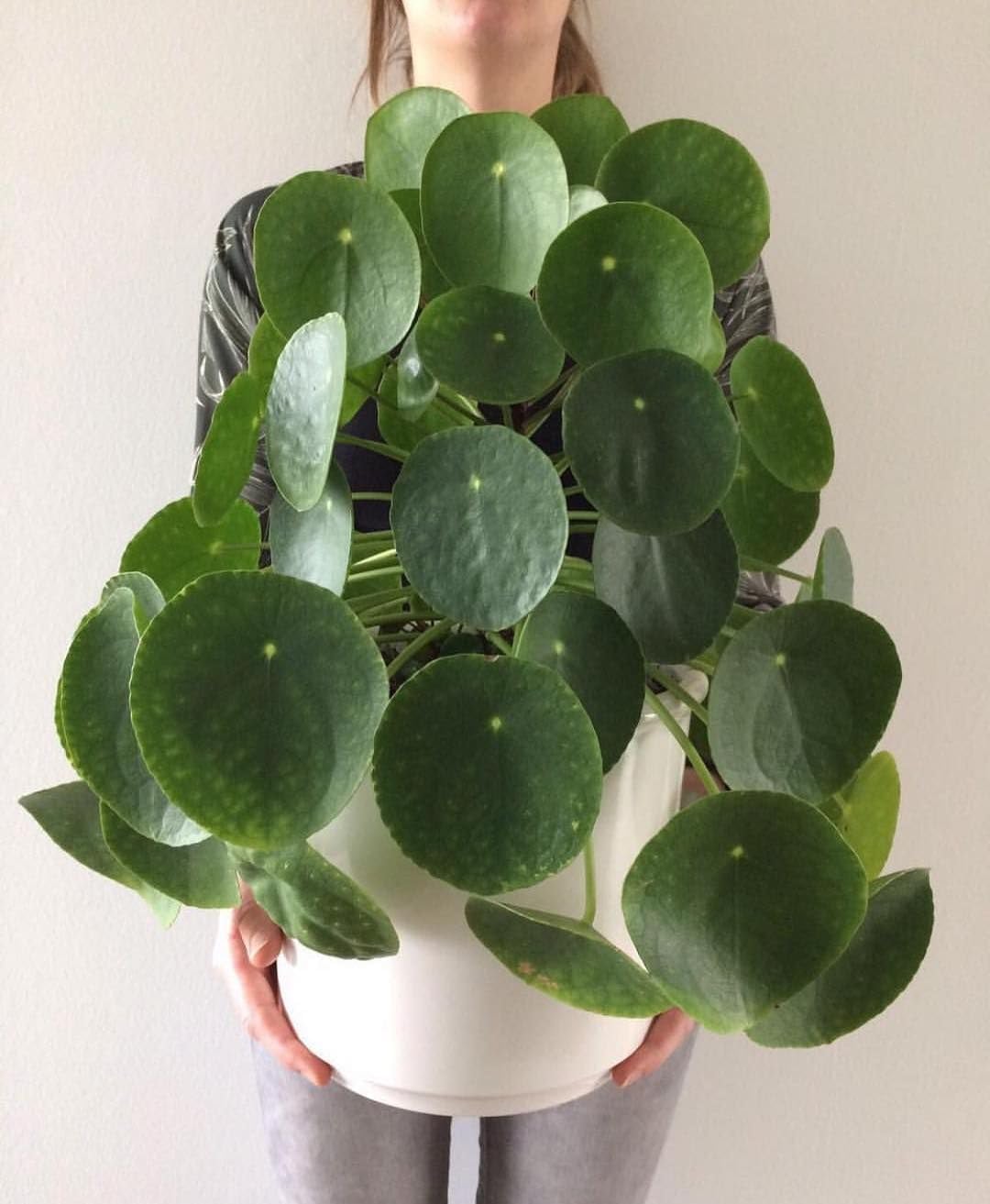 XR Live Chinese Money Plant pilea peperomioides Pennywort ufo feng shui for office desk balcony terrace garden living room home decoration gifting air purifier lucky study table hanging plant
