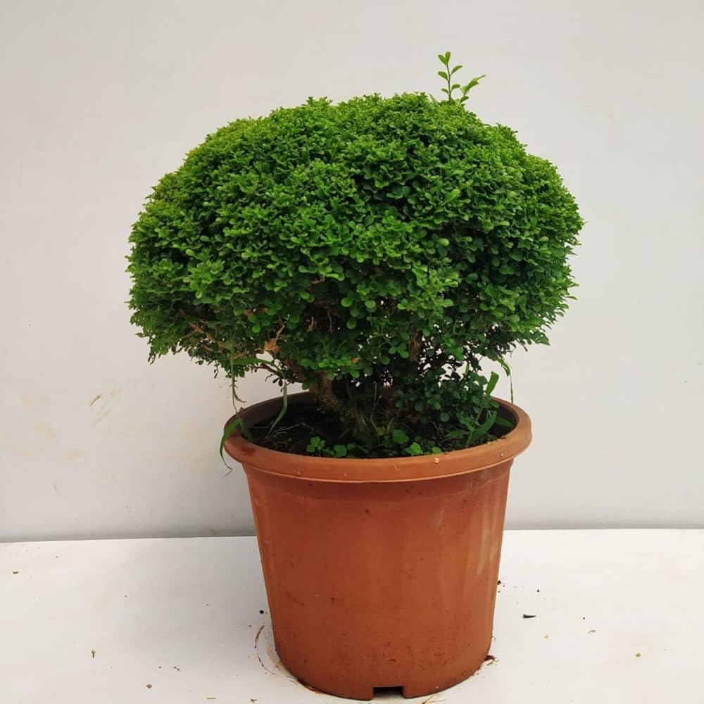 banyan bonsai tree live plant LP) Chinese banyan tree bonsai live plant, Kamini bonsai Oxygen Live – Seeds Ville