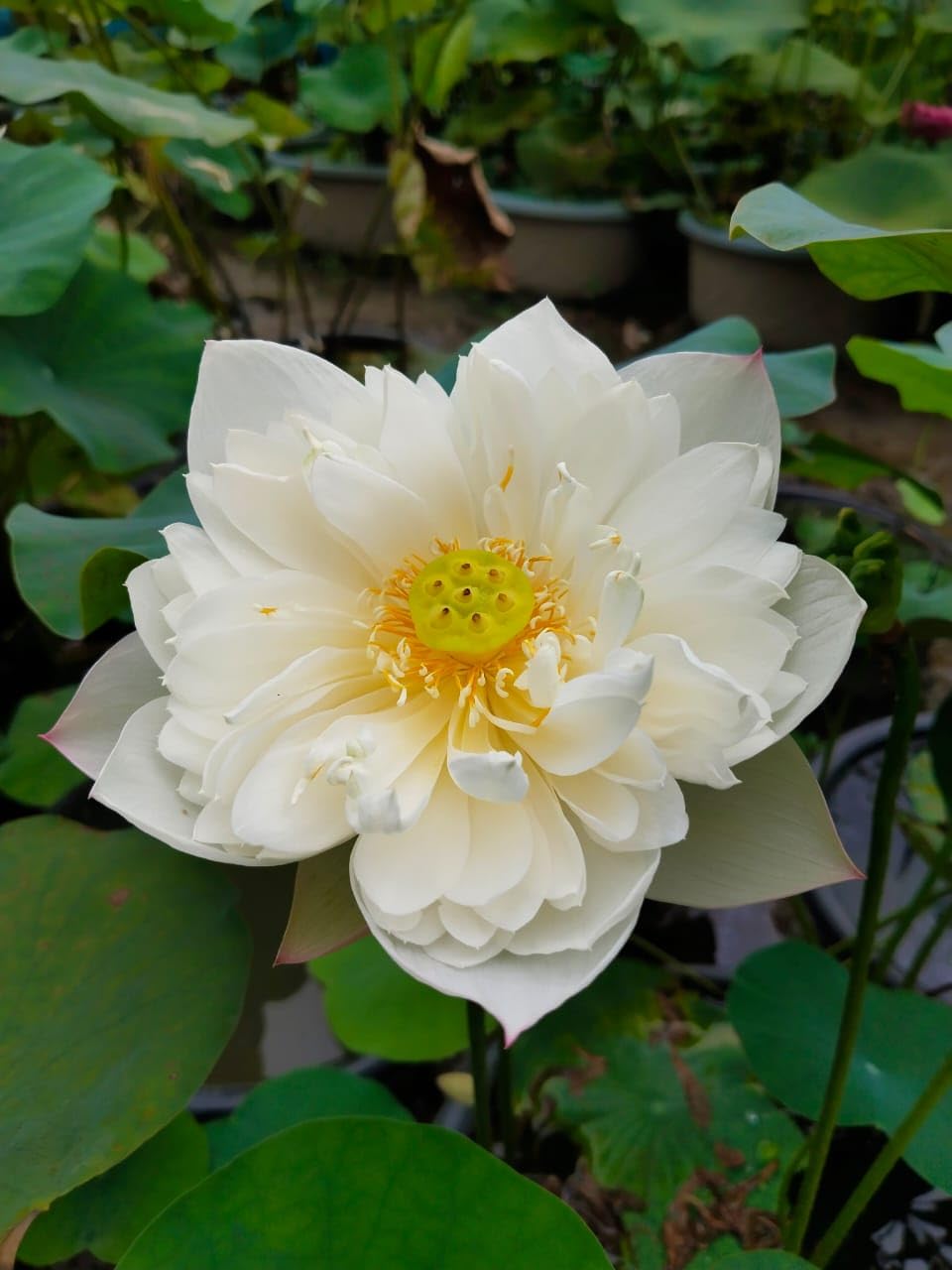 Lotus Flower (Tuber) Original Bharati Tropical White Variety Live Plant And All Season Flowers Pack Of 1