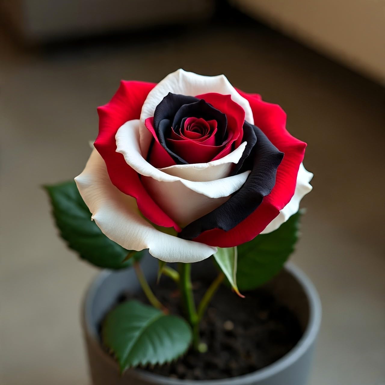 100+ Hybrid Rose Seeds (Hybridization Mix) | Easy to Grow in All-Season, Fragrant Flowers for Home Garden (RED WHITE BLACK)