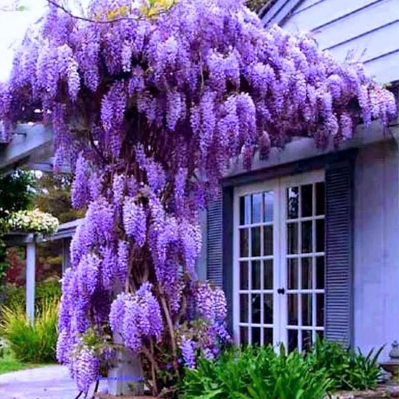 Seeds Ville Purple Wisteria Live Plant Grafted Blooming Tree