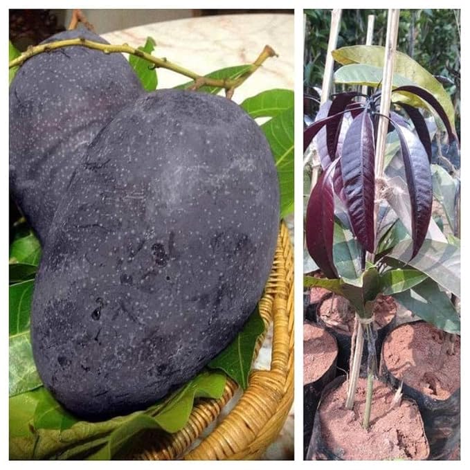 Seeds Ville Blackstone Grafted Mango Fruit Tree Plant Hybrid