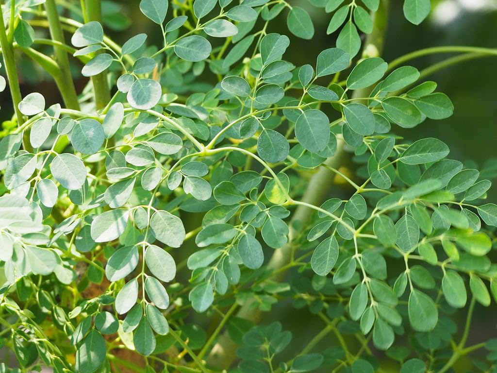 Mphmi Moringa Plant - Medicinal Plant
