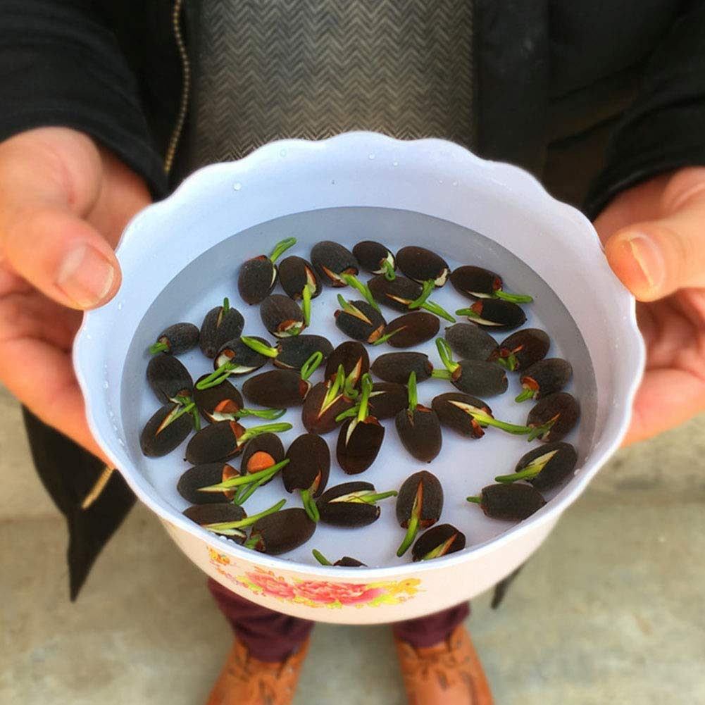 Nelumbo New Song of Fenghe Lotus 20 Seeds Pack- Grow All Seasons- Ever Green Plant Seeds - Seeds Ville