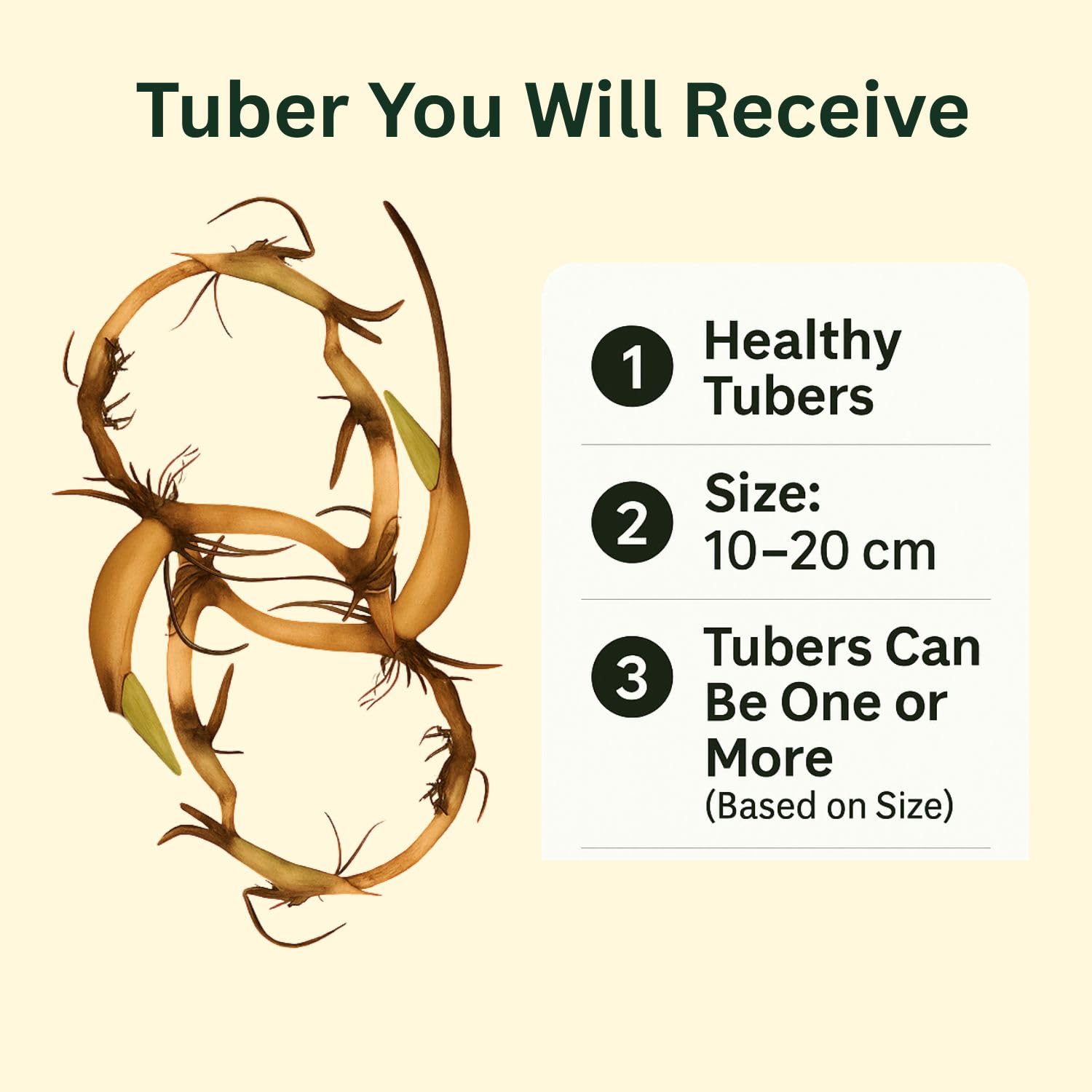 Lotus live plant | Rare plant | Original color guarantee plant | Indoor & Outdoor Live plant (Code 32)